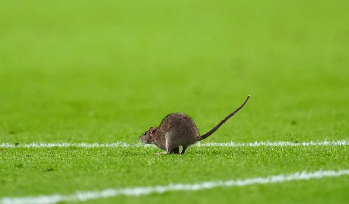 Tikur masuk lapangan di laga Wales vs Belgia Tikur masuk lapangan di laga Wales vs Belgia