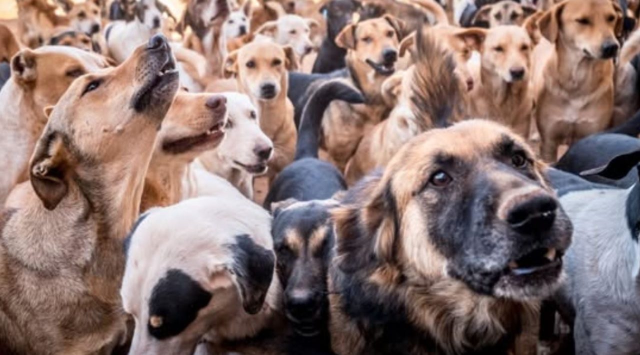 Anjing liar di Maroko beresiko jadi korban Piala Dunia 2030