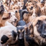 Anjing liar di Maroko beresiko jadi korban Piala Dunia 2030