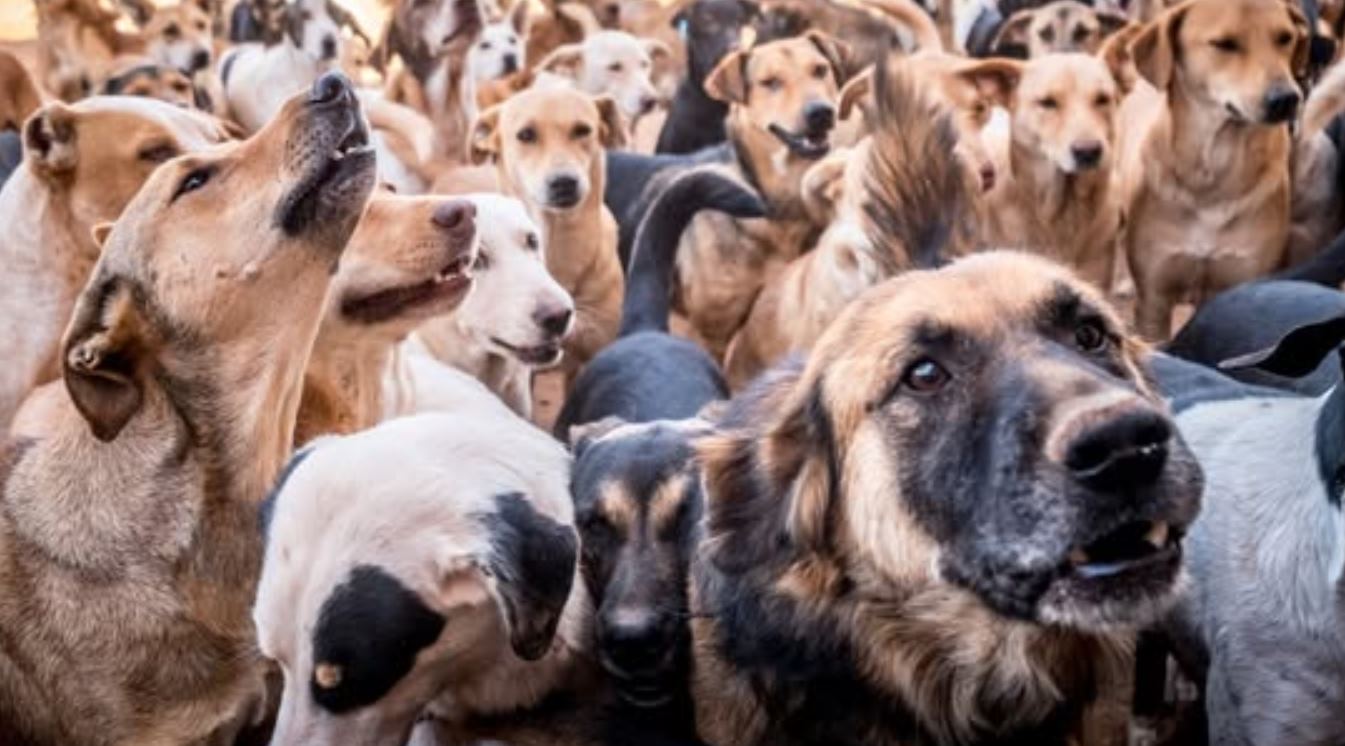 Anjing liar di Maroko beresiko jadi korban Piala Dunia 2030 Anjing liar di Maroko beresiko jadi korban Piala Dunia 2030